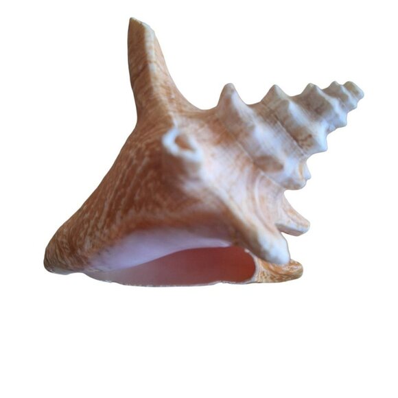 Seashell Decor Beach Nautical Ocean Real Small 3 to 5 Inch Spikes Smooth - Picture 6 of 7